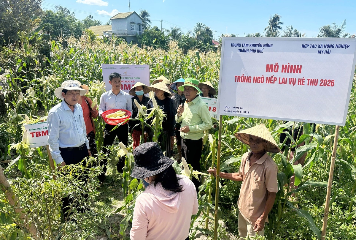 Nông dân HTX Mỹ Hải đánh giá cao mô hình trồng ngô nếp lai TBM18. Ảnh: Văn Dinh. Nông dân HTX Mỹ Hải đánh giá cao mô hình trồng ngô nếp lai TBM18. Ảnh: Văn Dinh.