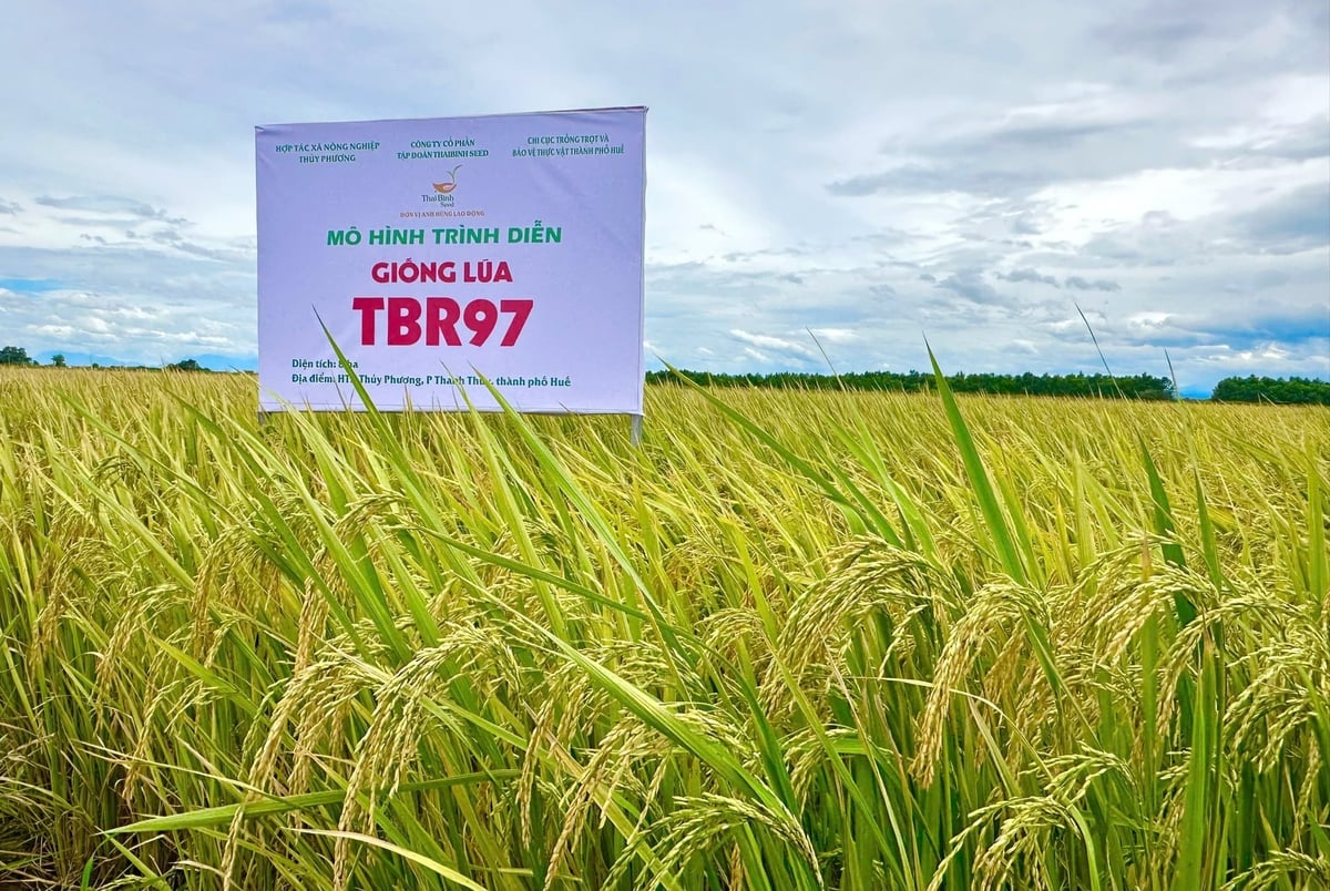 Vụ hè thu này, giống lúa TBR97 sản xuất tại HTX Thủy Phương cho thấy nhiều ưu điểm như thời gian sinh trưởng ngắn, cứng cây, khả năng chịu hạn tốt và ít sâu bệnh. Ảnh: Văn Dinh.