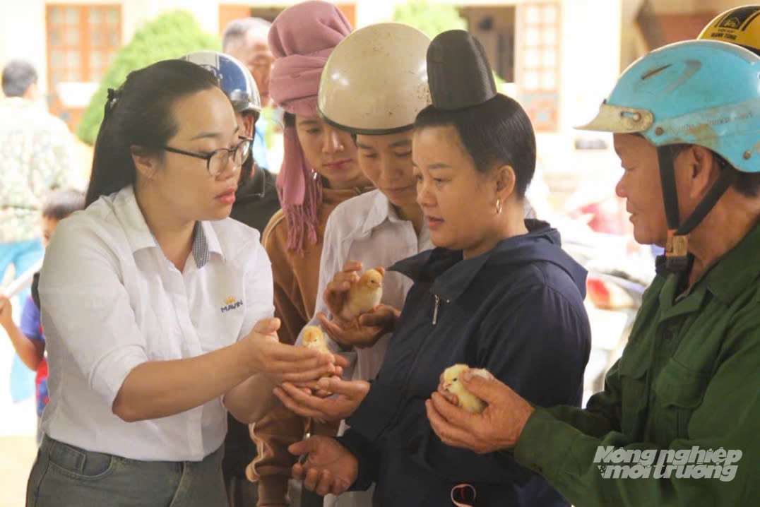 Cán bộ Tập đoàn Mavin hướng dẫn người dân xã Yên Sơn cách kiểm tra và chăm sóc gà giống. Ảnh: Nguyễn Nga. Cán bộ Tập đoàn Mavin hướng dẫn người dân xã Yên Sơn cách kiểm tra và chăm sóc gà giống. Ảnh: Nguyễn Nga.