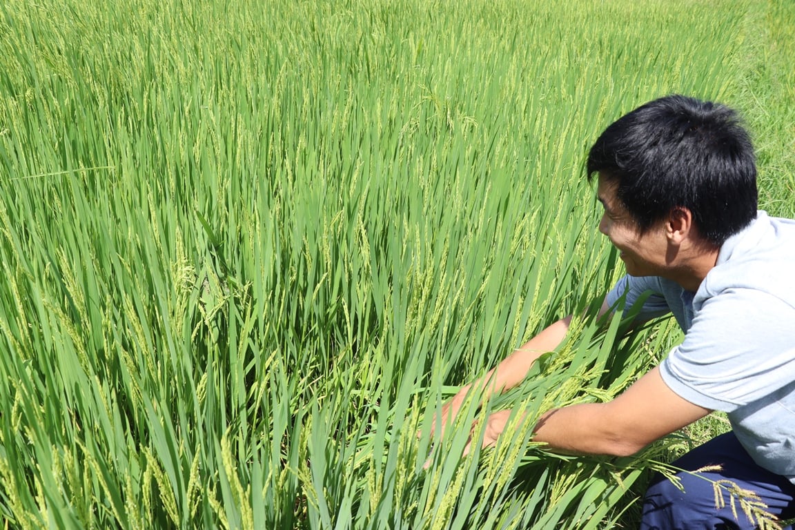 Chim làm tổ giữa ruộng lúa - minh chứng sinh động cho môi trường an lành trên cánh đồng hữu cơ Ông Đản. Ảnh: Lan Anh.