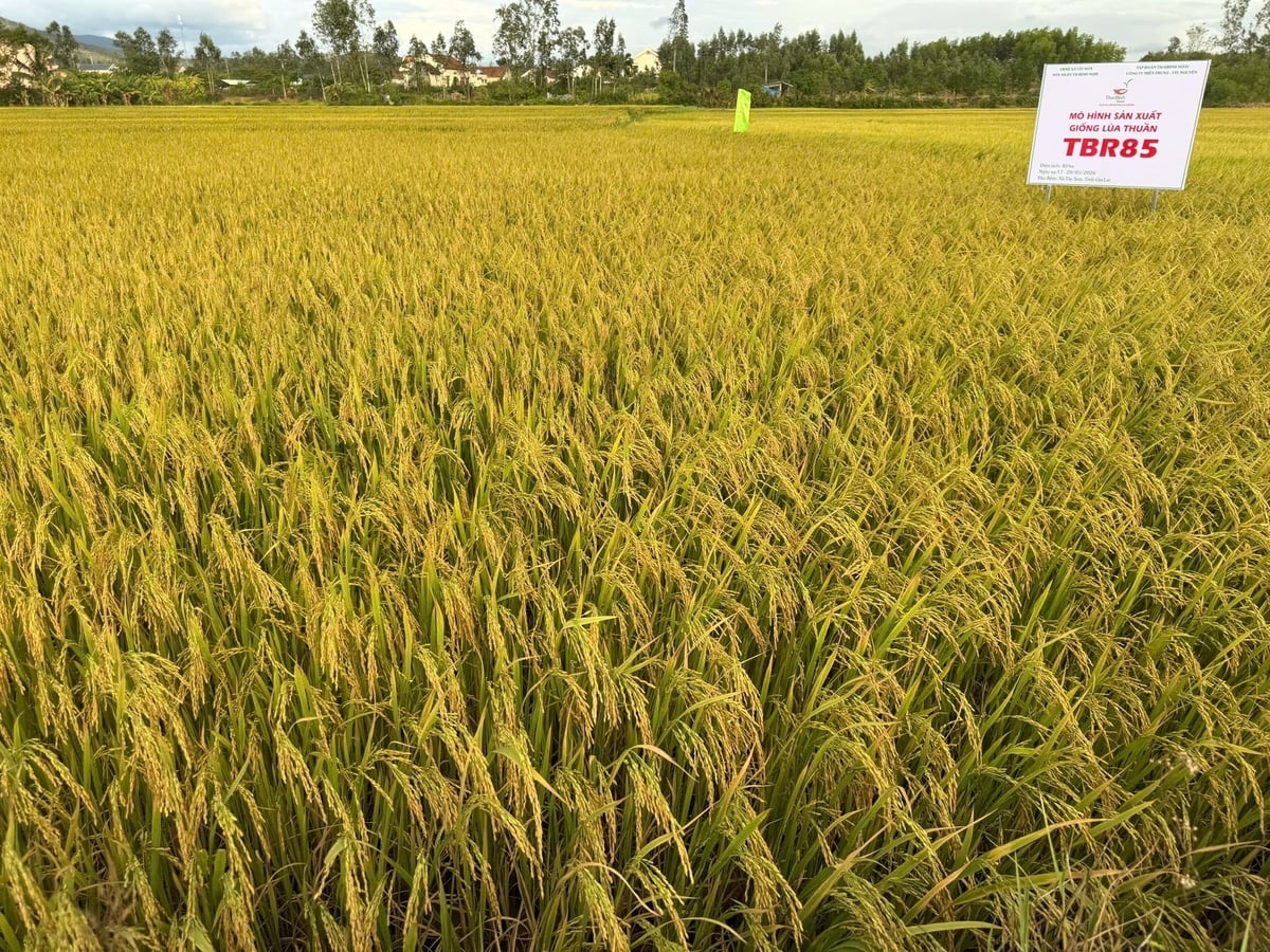 Lúa TBR85 trải 'thảm vàng' trên cánh đồng Lai Nghi (xã Tây Sơn, Gia Lai). Ảnh: V.Đ.T.