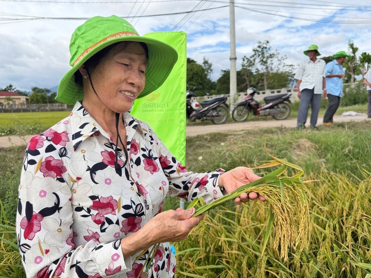 Nông dân mân mê những gié lúa TBR919 ken dày những hạt lúa no tròn. Ảnh: V.Đ.T. Nông dân mân mê những gié lúa TBR919 ken dày những hạt lúa no tròn. Ảnh: V.Đ.T.