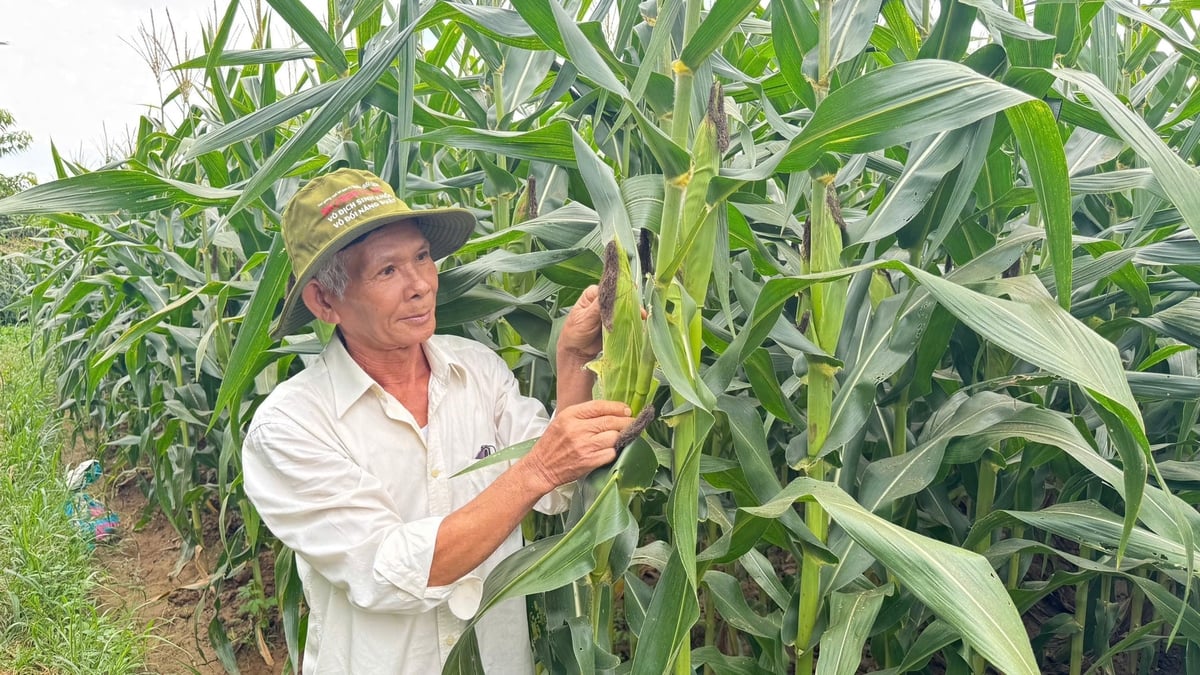 Cây ngô thích nghi tốt trên vùng đất thiếu nước, cho năng suất sinh khối cao. Ảnh: Lê Khánh. Cây ngô thích nghi tốt trên vùng đất thiếu nước, cho năng suất sinh khối cao. Ảnh: Lê Khánh.
