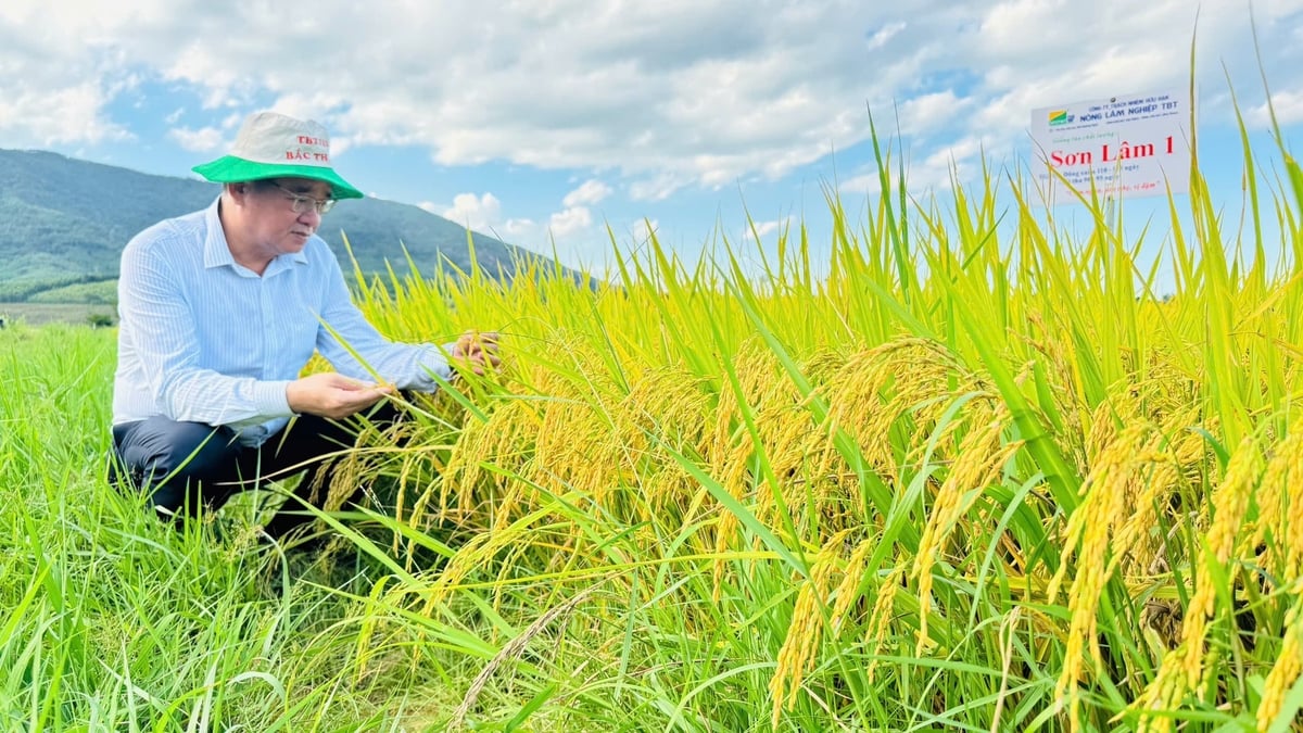 Giống lúa Sơn Lâm 1 cho thấy khả năng thích ứng tốt trên nhiều chân đất xấu, khô cằn hoặc nhiễm phèn. Ảnh: L.K.