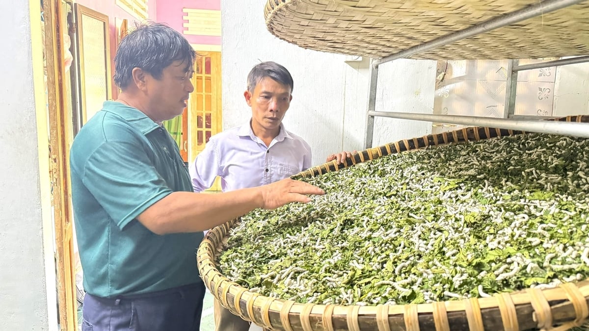 So với cây lúa, trồng dâu nuôi tằm mang lại hiệu quả gấp nhiều lần trên cùng đơn vị diện tích. Ảnh: Lê Khánh.