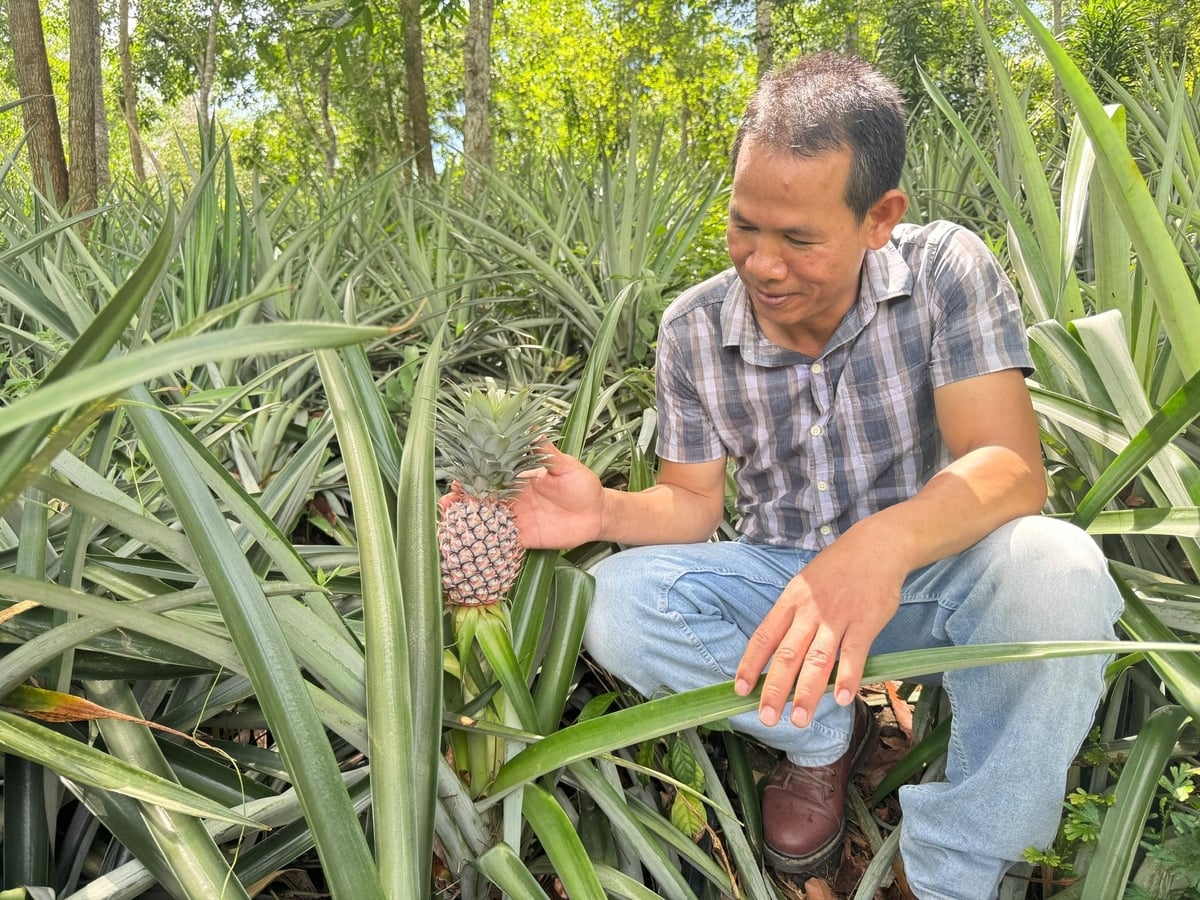 Anh Ôn tính toán, mỗi hecta dứa cho thu khoảng 55 tấn quả, mang lại lợi nhuận khoảng 200 - 300 triệu đồng. Ảnh: Lê Khánh.