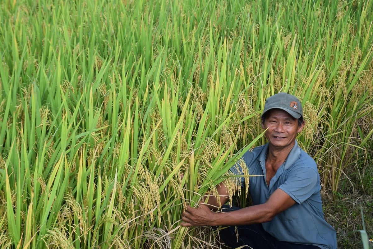 Ông Nguyễn Văn Nam bên đám ruộng lúa VNR98 của mình. Ảnh: V.Đ.T. Ông Nguyễn Văn Nam bên đám ruộng lúa VNR98 của mình. Ảnh: V.Đ.T.
