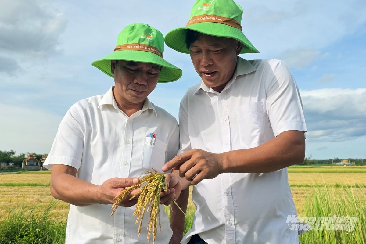 Nông dân Quảng Trị mong muốn tiếp tục thử nghiệm giống lúa TBR85 để có cơ sở nhân rộng. Ảnh: Võ Dũng.
