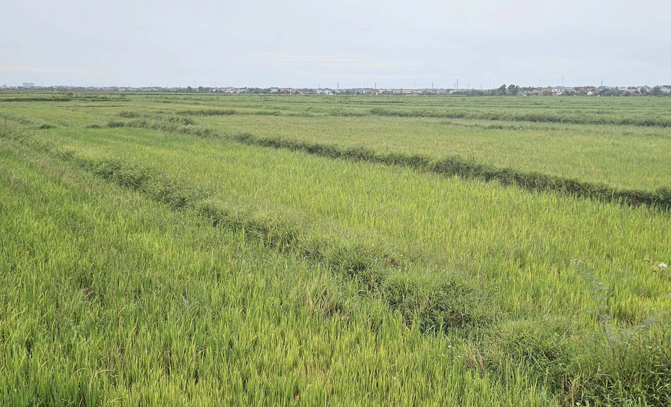 Những thửa ruộng manh mún đang là rào cản cho tích tụ ruộng đất để phát triển nông nghiệp. Ảnh: Tâm Phùng.