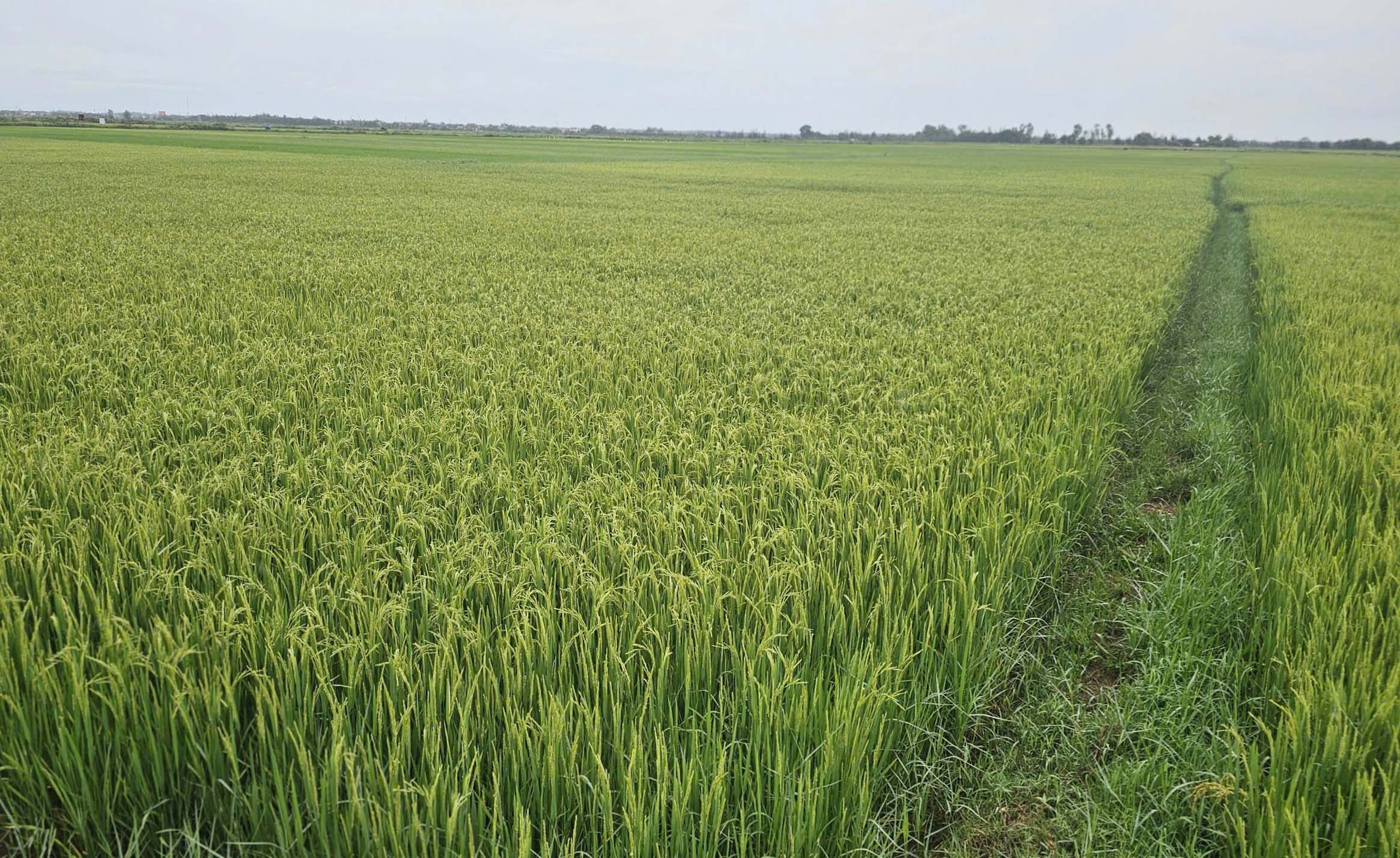 Cánh đồng hiếm hoi còn sản xuất vụ hè thu ở thôn Hàm Ninh (xã Quảng Ninh). Ảnh: Tâm Phùng.