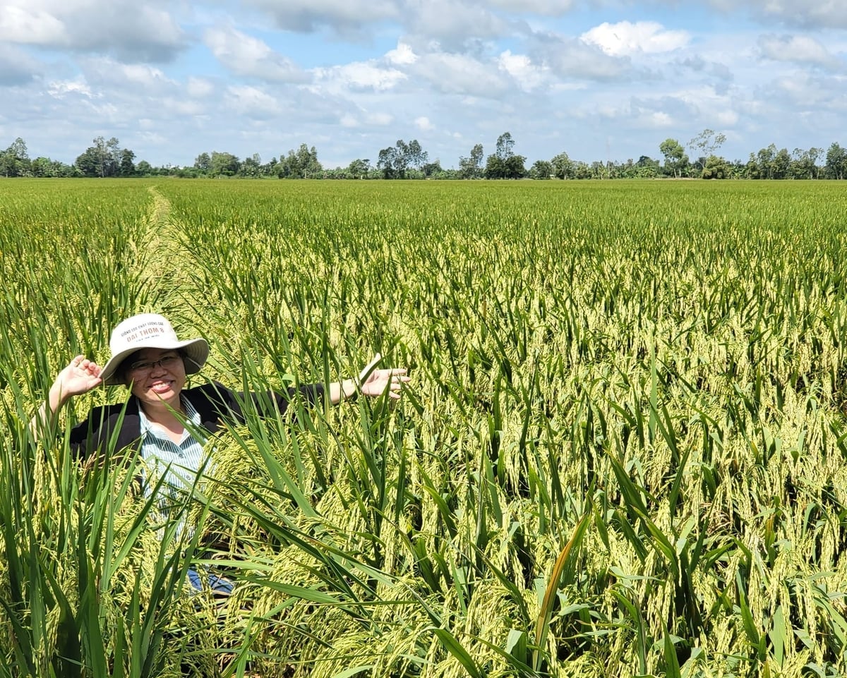 Việt Nam đã có nhiều thành tựu vượt bậc trong công tác nghiên cứu, chọn tạo giống cây trồng, song cần tiếp tục khơi thông những bất cập trong công tác quản lý. Ảnh: LHV. Việt Nam đã có nhiều thành tựu vượt bậc trong công tác nghiên cứu, chọn tạo giống cây trồng, song cần tiếp tục khơi thông những bất cập trong công tác quản lý. Ảnh: LHV.