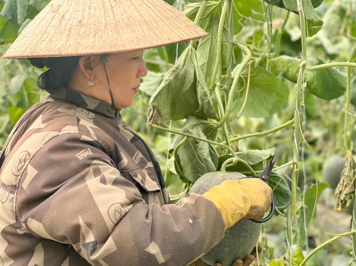 Chị Nguyễn Thị Hiền đang chăm sóc dưa lưới. Ảnh: V.Đ.T.