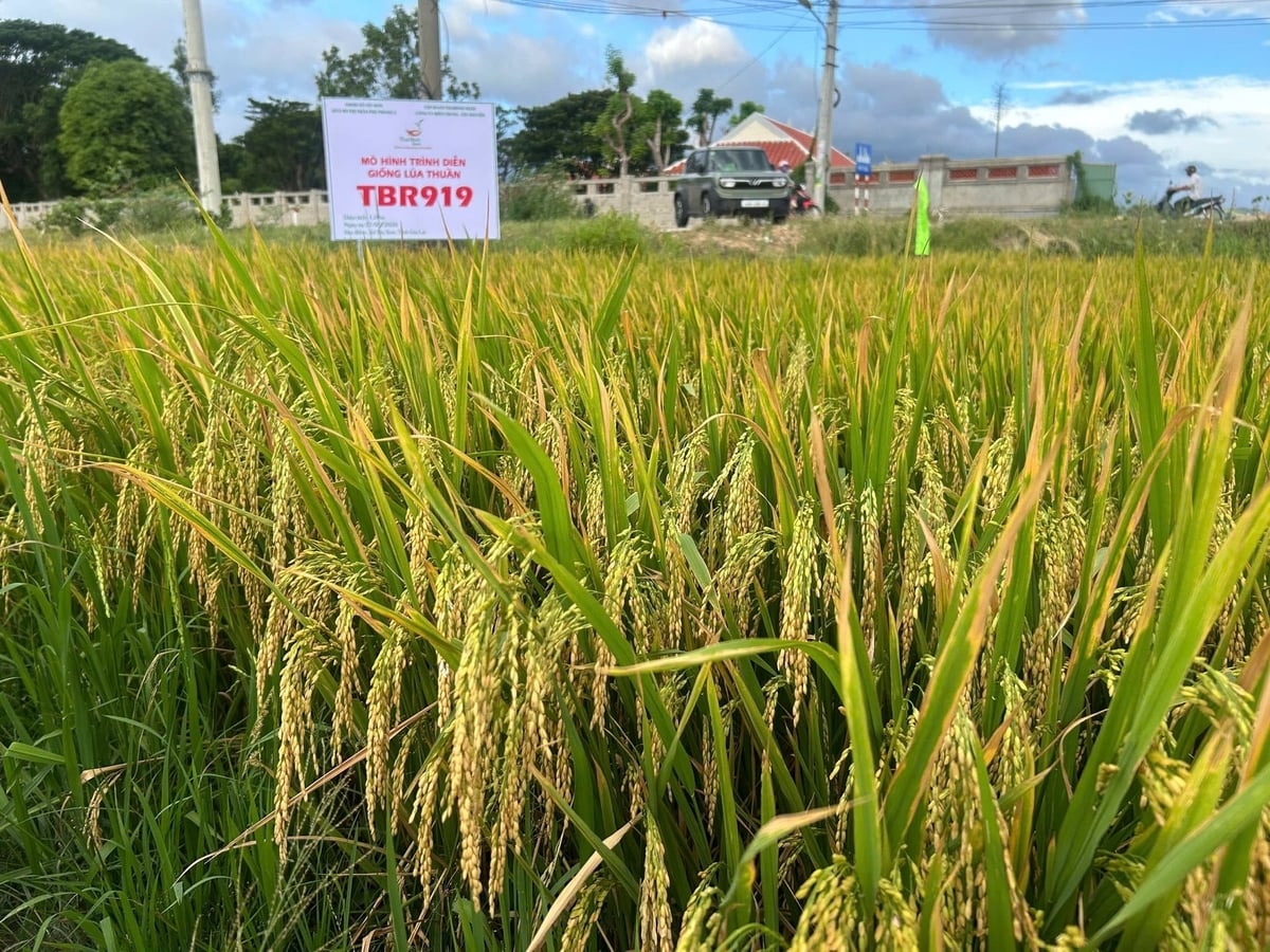 Lúa TBR919 khoe mã lúa đẹp khiến nông dân mê mẩn. Ảnh: V.Đ.T. Lúa TBR919 khoe mã lúa đẹp khiến nông dân mê mẩn. Ảnh: V.Đ.T.