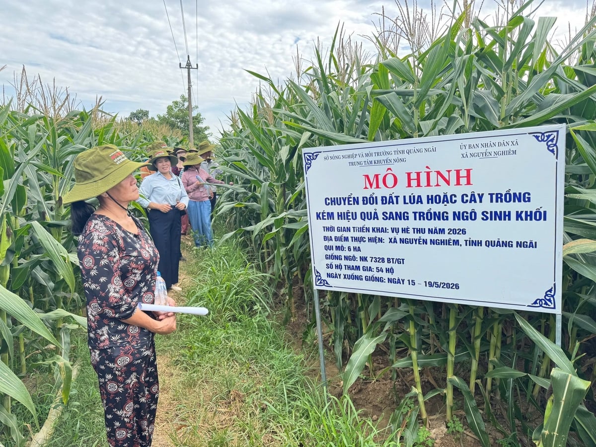 Mô hình chuyển đổi đất lúa và cây trồng kém hiệu quả sang trồng ngô sinh khối do Trung tâm Khuyến nông tỉnh Quảng Ngãi triển khai đạt kết quả vượt kỳ vọng. Ảnh: Lê Khánh. Mô hình chuyển đổi đất lúa và cây trồng kém hiệu quả sang trồng ngô sinh khối do Trung tâm Khuyến nông tỉnh Quảng Ngãi triển khai đạt kết quả vượt kỳ vọng. Ảnh: Lê Khánh.