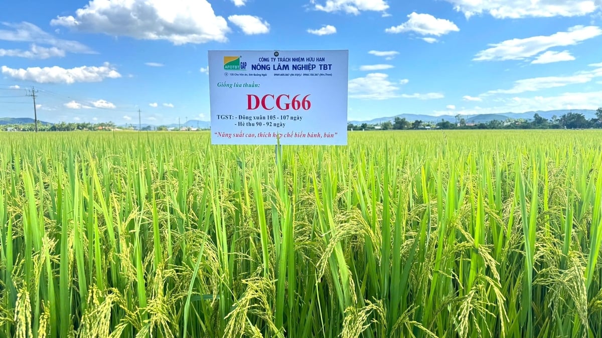 Giống lúa DCG66 có tiềm năng năng suất cao, gạo phù hợp cho chế biến bún, bánh. Ảnh: L.K.