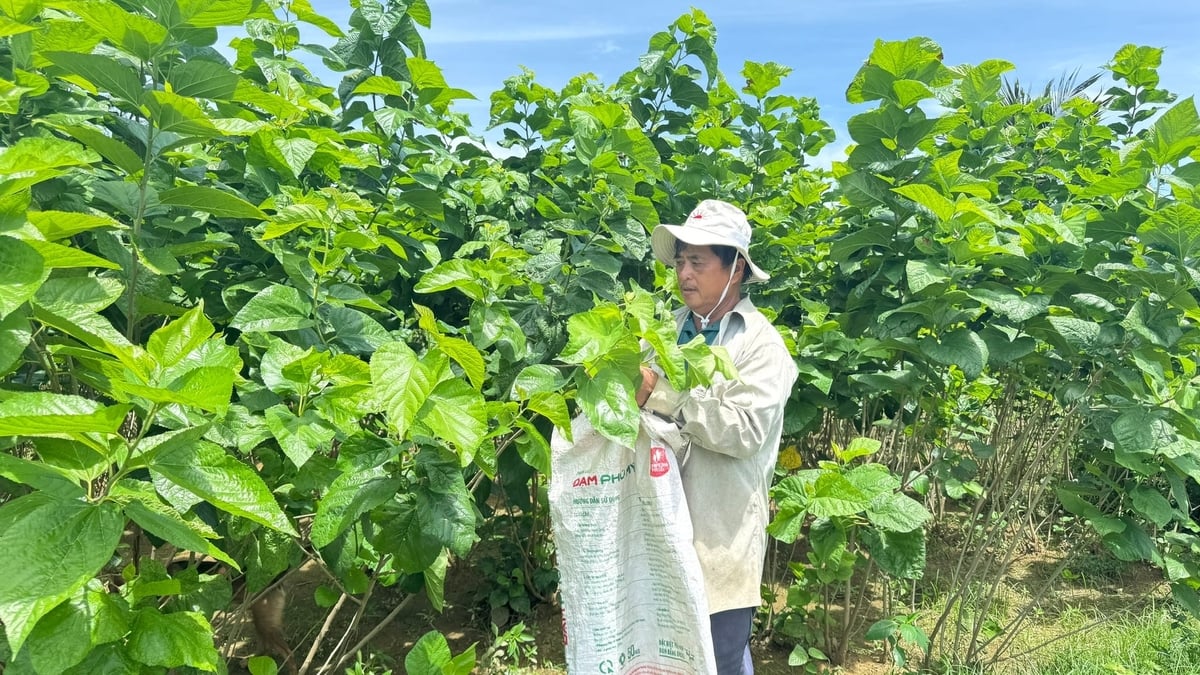 Trồng dâu, nuôi tằm là nghề truyền thống tồn tại hơn 150 năm ở thôn Đức Hiệp (xã Long Phụng, tỉnh Quảng Ngãi). Ảnh: Lê Khánh.