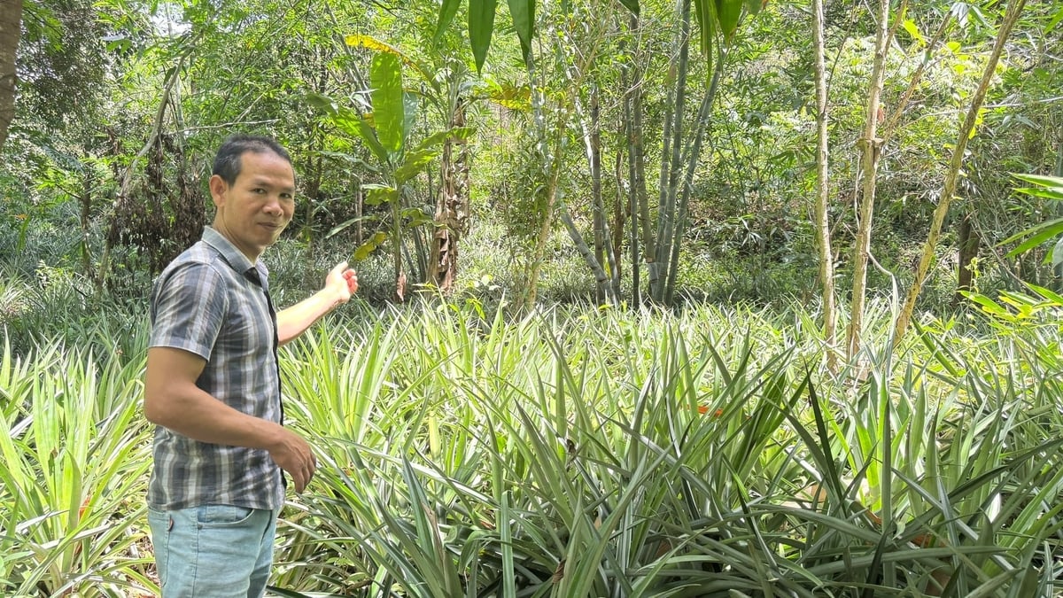 Cùng với dứa, anh Ôn trồng thêm các loại cây khác để tăng nguồn thu trên cùng diện tích. Ảnh: Lê Khánh.