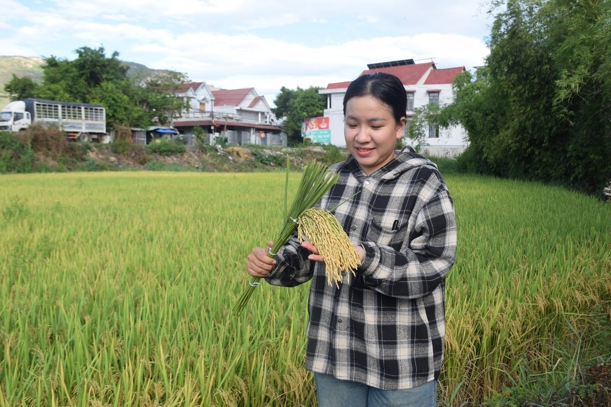 Bà Nguyễn Thị Thu Hà, Trưởng Ban công tác mặt trận thôn Cảnh An (xã Tuy Phước Tây, Gia Lai) phấn khởi khi nông dân địa phương tiếp cận được giống lúa cho năng suất, chất lượng cao. Ảnh: V.Đ.T. Bà Nguyễn Thị Thu Hà, Trưởng Ban công tác mặt trận thôn Cảnh An (xã Tuy Phước Tây, Gia Lai) phấn khởi khi nông dân địa phương tiếp cận được giống lúa cho năng suất, chất lượng cao. Ảnh: V.Đ.T.