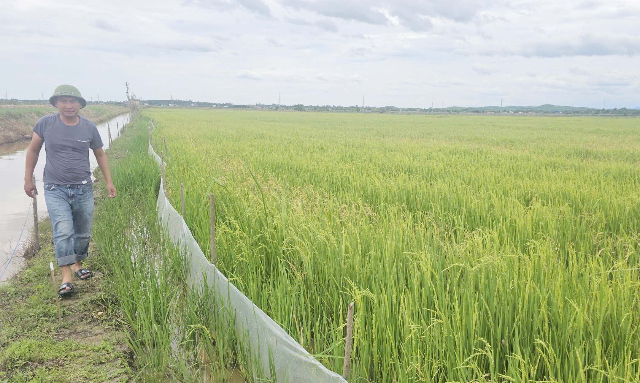 Vụ hè thu 2026 anh Khánh áp dụng quy trình canh tác thuận thiên, hứa hẹn bội thu. Ảnh: Tâm Phùng. Vụ hè thu 2026 anh Khánh áp dụng quy trình canh tác thuận thiên, hứa hẹn bội thu. Ảnh: Tâm Phùng.