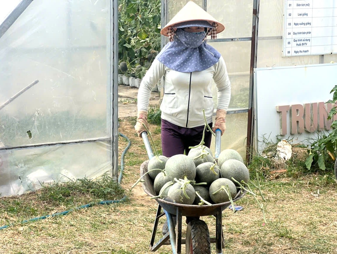 HTX Nông nghiệp Thanh Niên Hoài Ân thu hoạch dưa lưới vụ thứ 2. Ảnh: V.Đ.T.