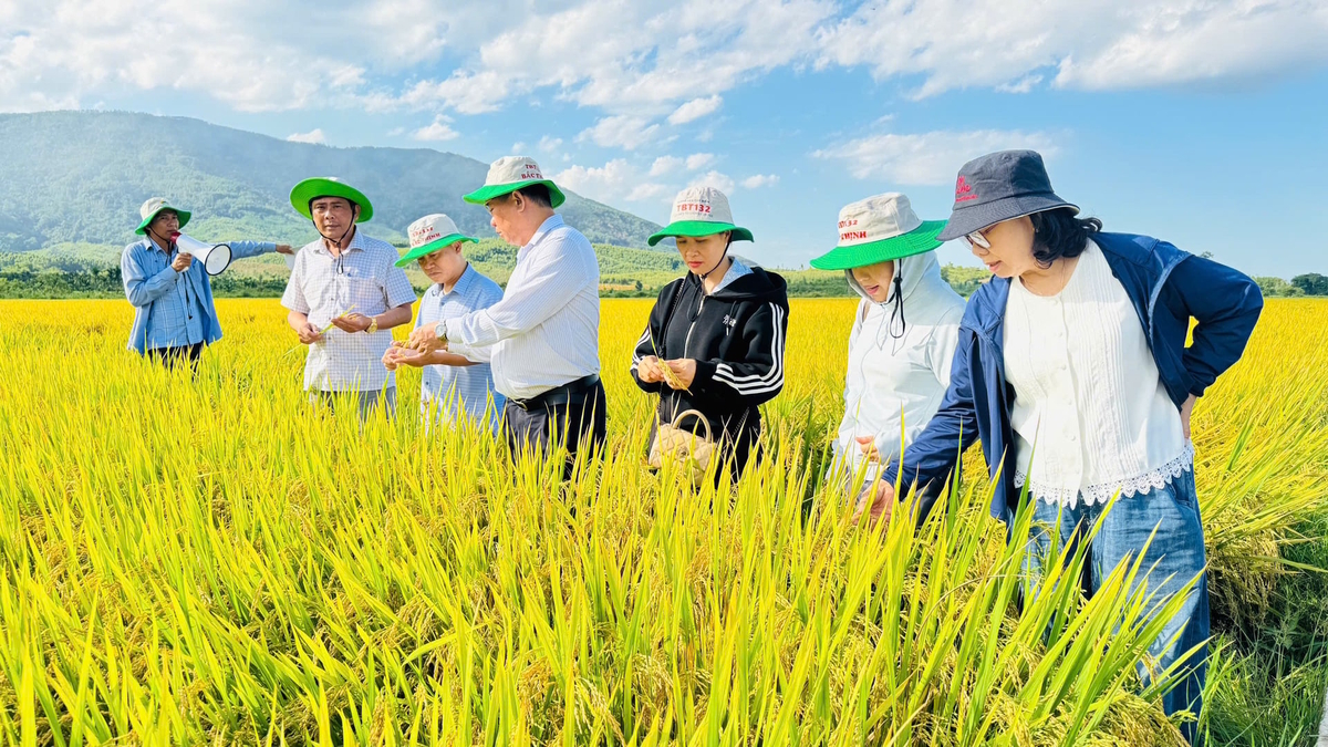 Những năm qua, một số giống lúa của Công ty TNHH Nông lâm nghiệp TBT như DT45, Bắc Thịnh được nông dân Quảng Ngãi đánh giá cao, đưa vào sản xuất trên diện tích lớn. Ảnh: L.K.