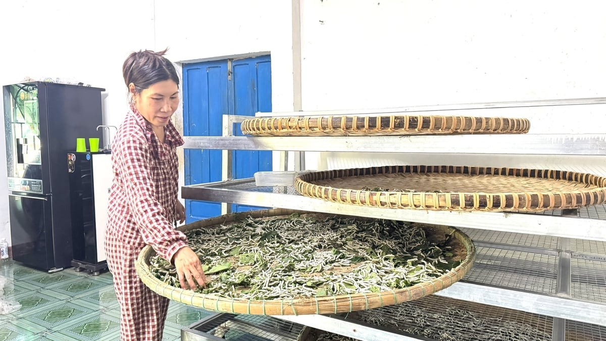Tại thôn Đức Hiệp hiện còn 16 hộ dân gắn bó với nghề trồng dâu, nuôi tằm. Ảnh: Lê Khánh.