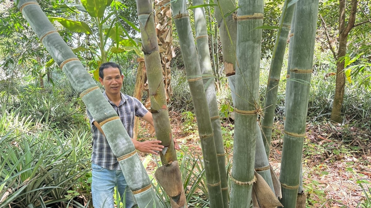 Tre sinh khối sinh trưởng tốt trên đất cằn ở xã Trà Giang (Quảng Ngãi). Ảnh: Lê Khánh.