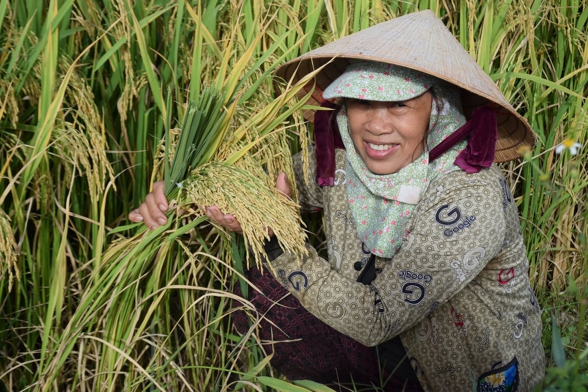 Vợ ông Nguyễn Văn Nam tươi cười bên đám ruộng VNR98 hứa hẹn bội thu. Ảnh: V.Đ.T. Vợ ông Nguyễn Văn Nam tươi cười bên đám ruộng VNR98 hứa hẹn bội thu. Ảnh: V.Đ.T.