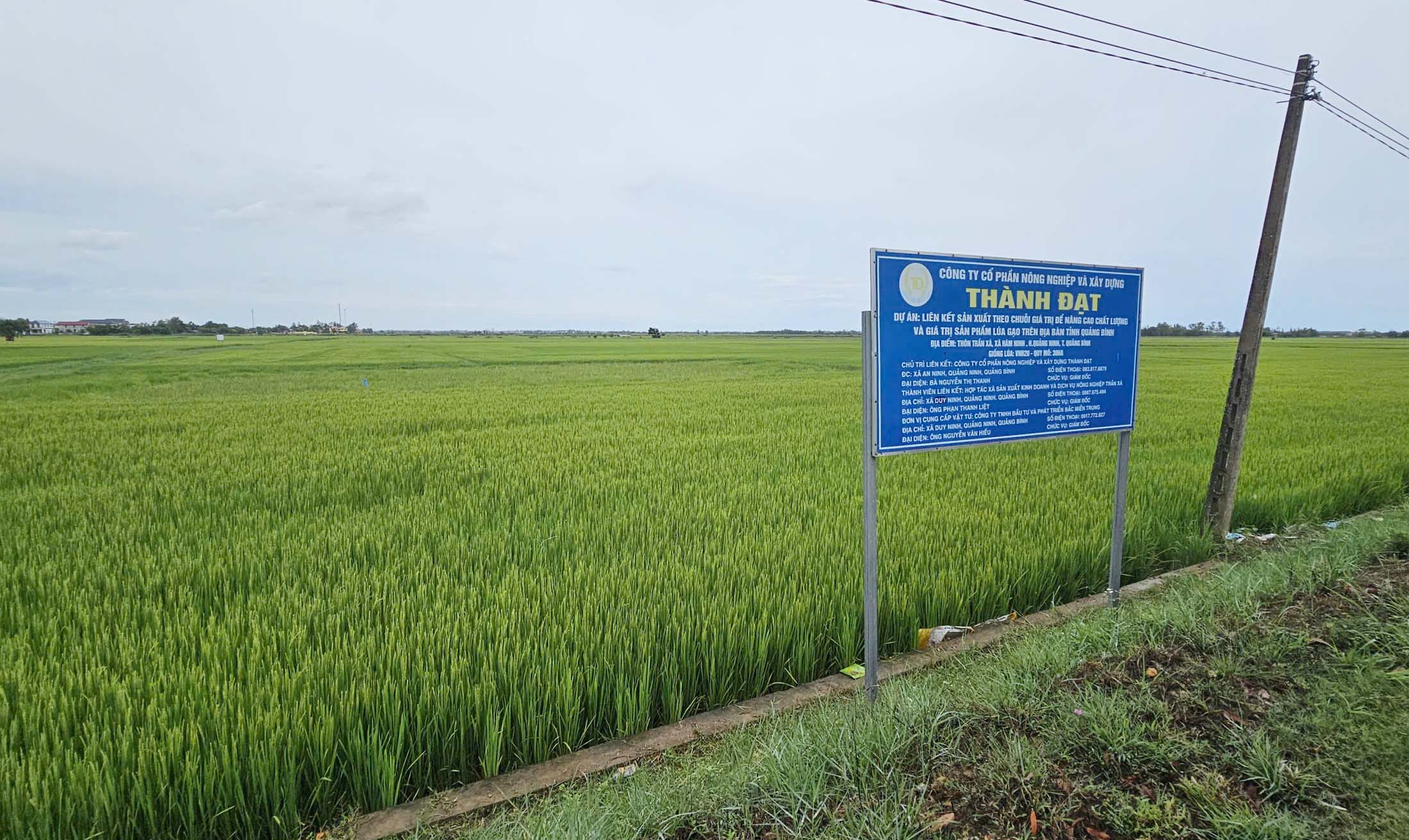 Cánh đồng lúa hè thu 2026 tại Hàm Ninh do Công ty Cổ phần Nông nghhiệp và Xây dựng Thành Đạt liên kết sản xuất. Ảnh: Tâm Phùng. Cánh đồng lúa hè thu 2026 tại Hàm Ninh do Công ty Cổ phần Nông nghhiệp và Xây dựng Thành Đạt liên kết sản xuất. Ảnh: Tâm Phùng.