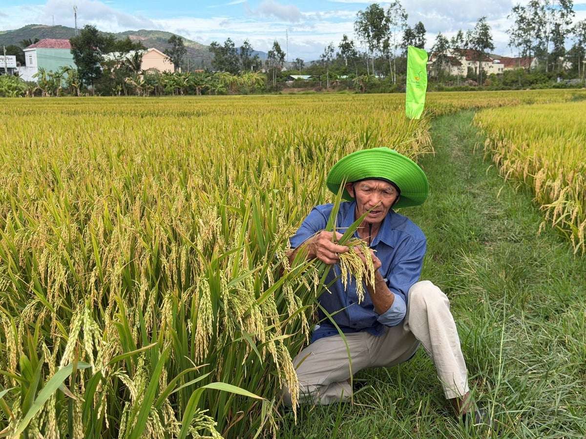 Nông dân Đoàn Thanh Lục đếm từng gié lúa trong mô hình thâm canh lúa cải tiến với giống lúa TBR85. Ảnh: V.Đ.T.