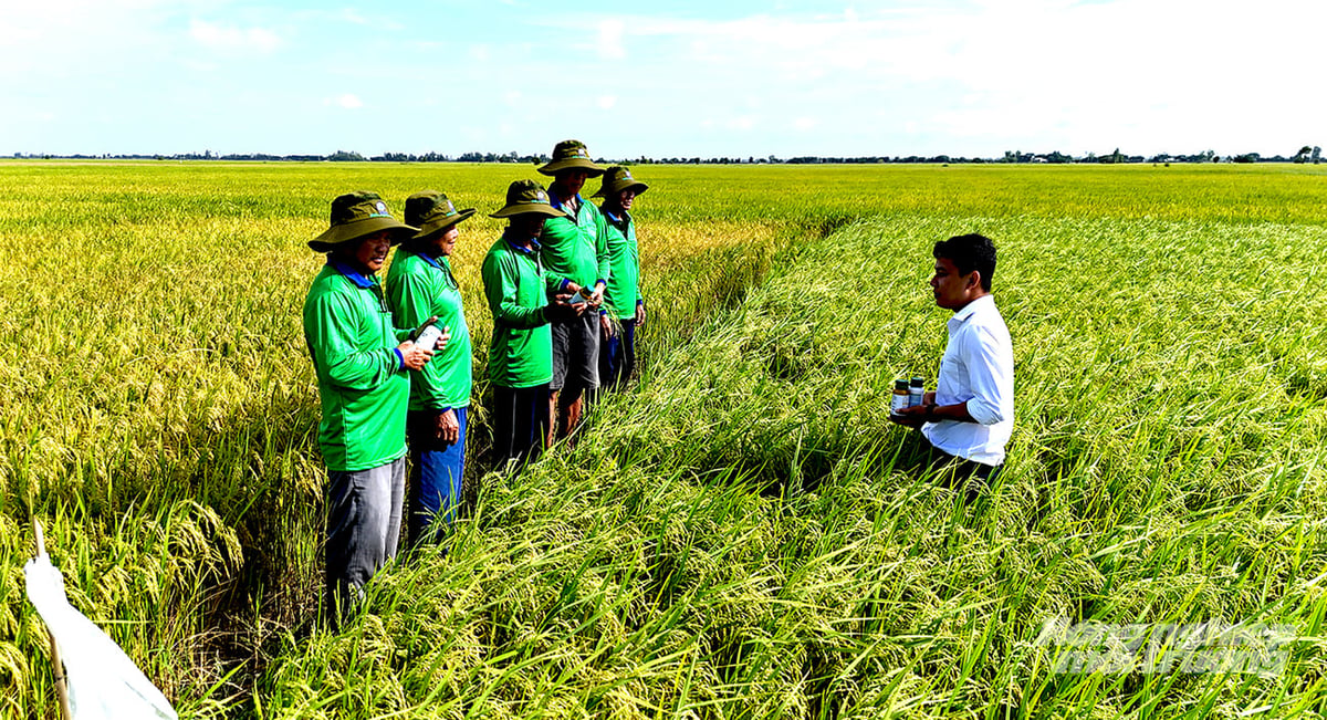 Vipesco duy trì đội ngũ kỹ thuật bám sát đồng ruộng, hỗ trợ nông dân kiểm tra sinh trưởng, nhận diện dịch hại và lựa chọn thời điểm xử lý phù hợp. Ảnh: Minh Sáng.