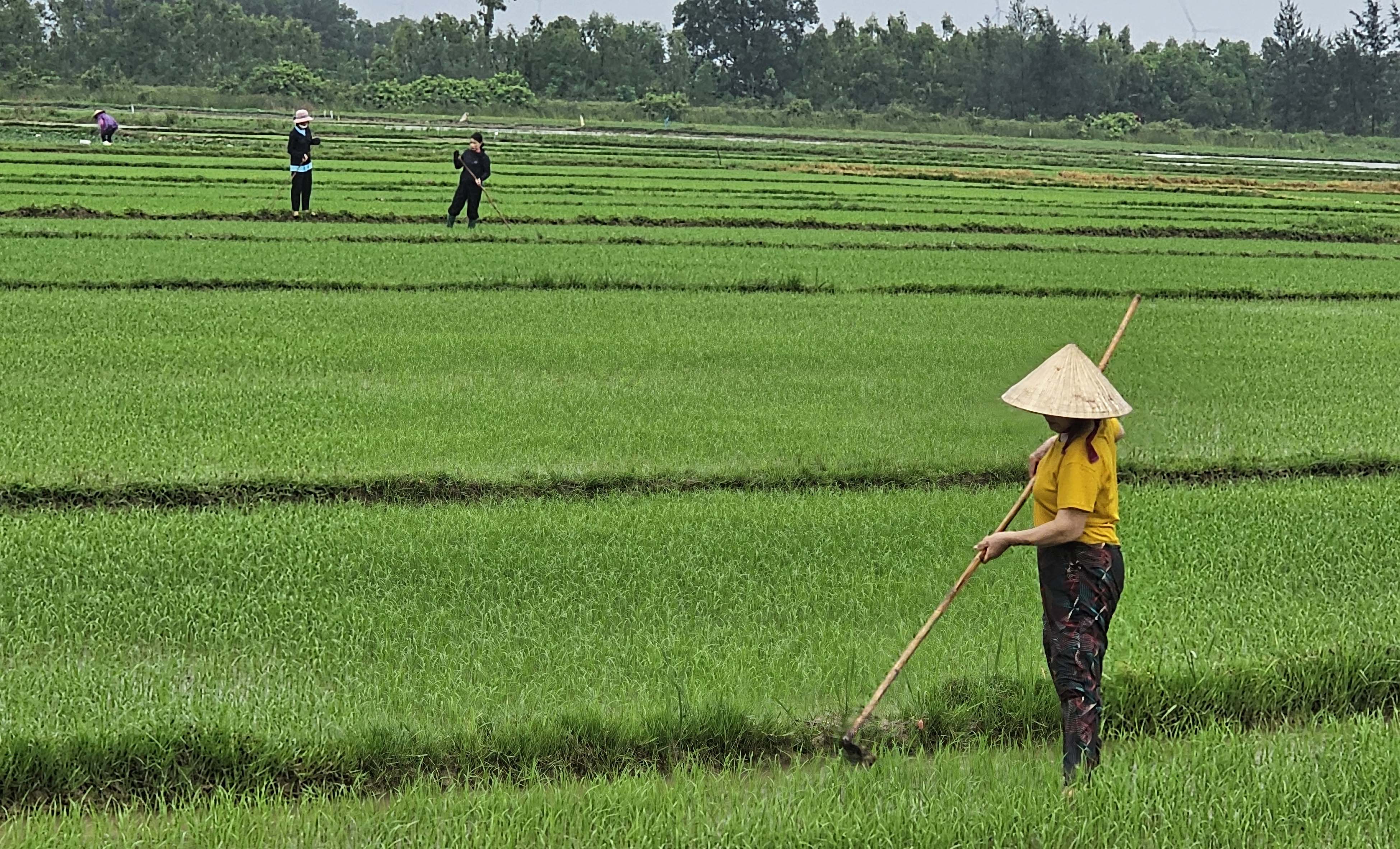 Đồng ruộng manh mún, thuộc sở hữu của rất nhiều nông dân đang là rào cản lớn cho tích tụ ruộng đất để sản xuất lớn. Ảnh: Tâm Phùng. Đồng ruộng manh mún, thuộc sở hữu của rất nhiều nông dân đang là rào cản lớn cho tích tụ ruộng đất để sản xuất lớn. Ảnh: Tâm Phùng.
