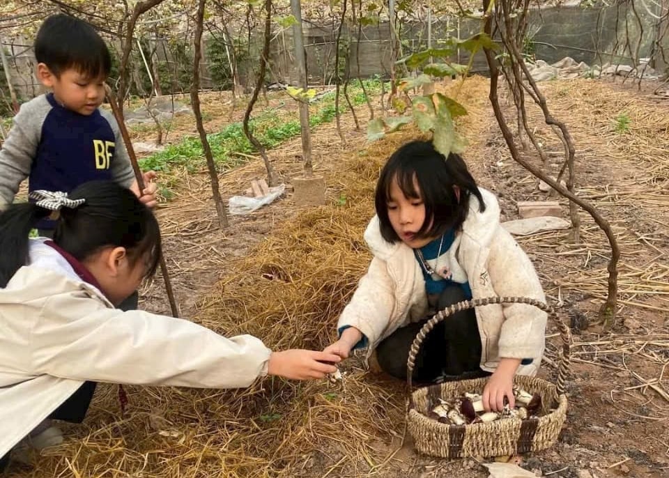 Vào mùa lạnh, khi nho 'ngủ', khách tới vườn sẽ được trải nghiệm hái nấm. Ảnh: NVCC. Vào mùa lạnh, khi nho 'ngủ', khách tới vườn sẽ được trải nghiệm hái nấm. Ảnh: NVCC.