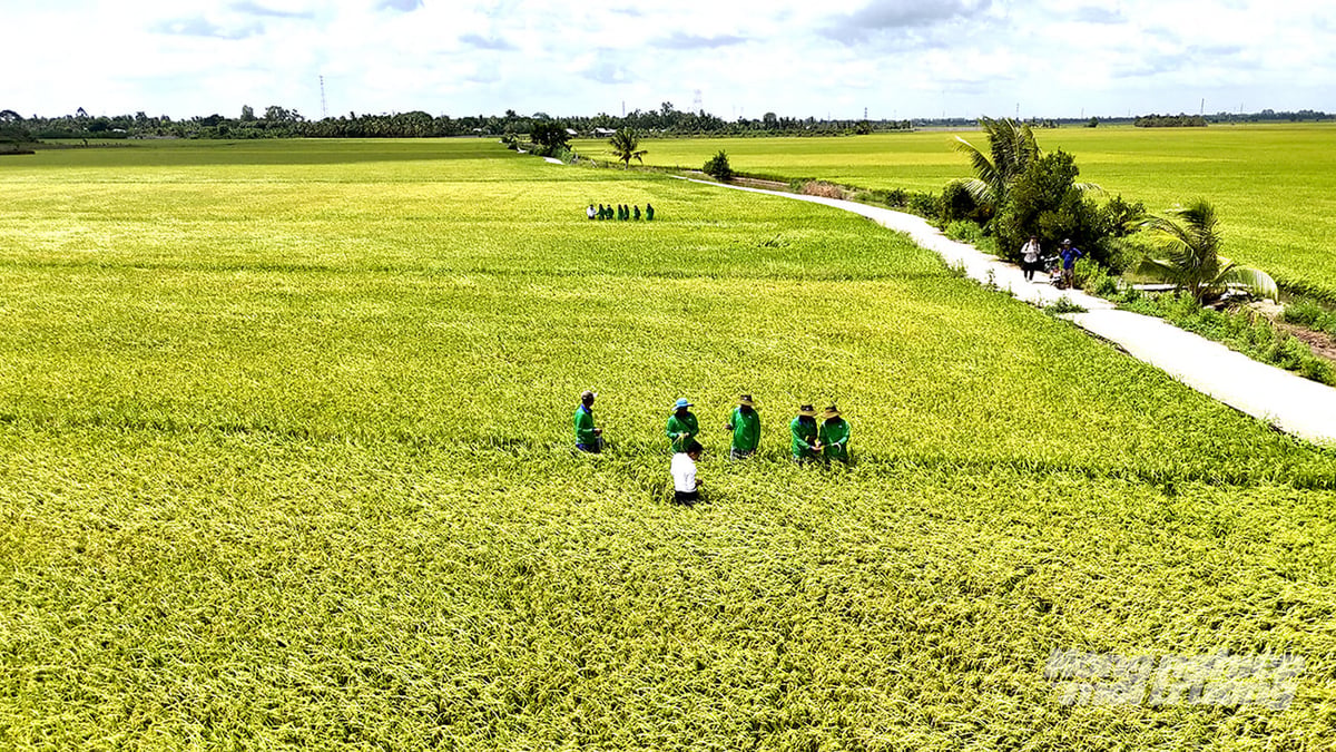 Trên nhiều cánh đồng vùng Đồng Tháp Mười, nông dân tất bật ra ruộng từ sáng sớm kiểm tra lá đòng, theo dõi tiến độ trổ bông, quan sát màu lá và tình trạng vào gạo. Ảnh: Minh Sáng.