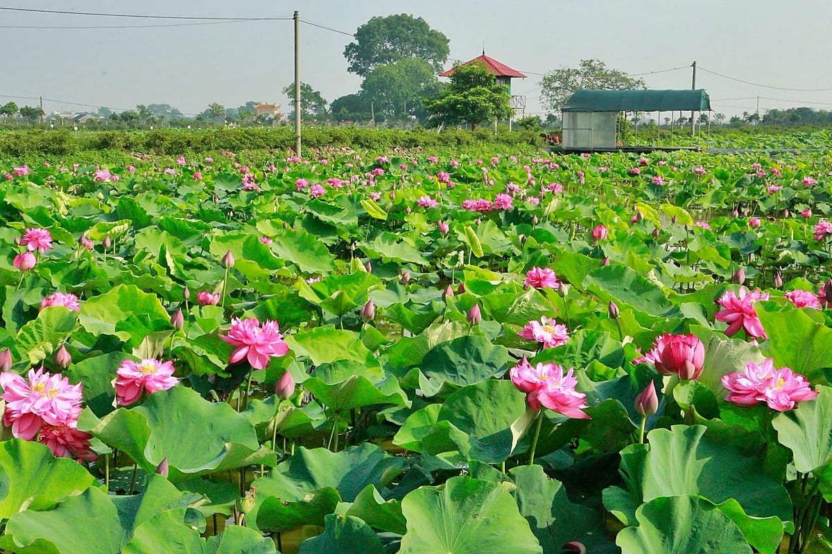 Cánh đồng sen tại Hợp tác xã Vân Đài, Hưng Yên. Ảnh: Bảo Thắng.