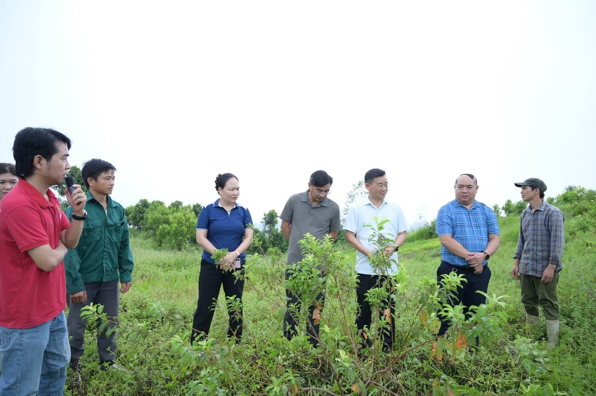 Dự án REDAA hướng tới mục tiêu giảm thiểu xói mòn đất, tạo sinh kế bền vững cho người dân. Ảnh: Thanh Tiến.