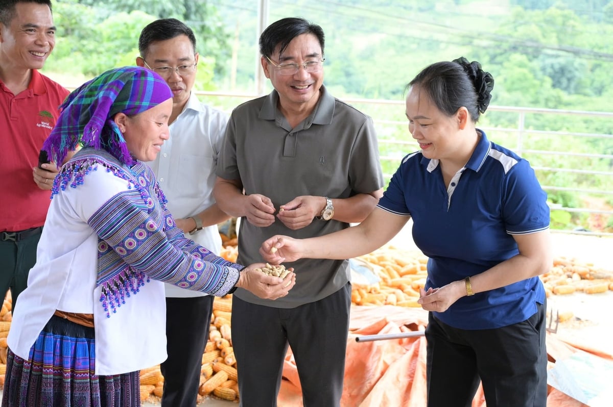 Lạc đỏ dễ trồng, phù hợp với thổ nhưỡng và có giá trị kinh tế cao. Ảnh: Thanh Tiến.