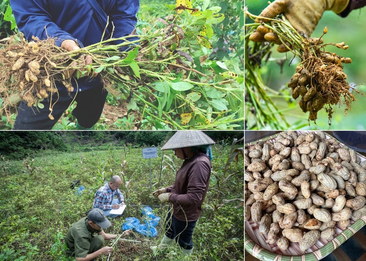 Mô hình trồng lạc đỏ được nhiều hộ dân tham gia. Ảnh: Thanh Tiến.