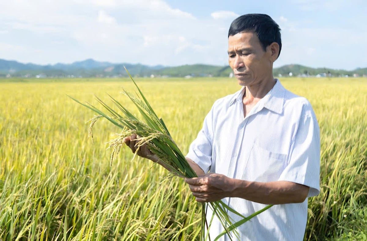 Ông Phan Văn Thiên bần thần nhìn cây lúa trắng bạc như rơm. Ảnh: Ngọc Linh. Ông Phan Văn Thiên bần thần nhìn cây lúa trắng bạc như rơm. Ảnh: Ngọc Linh.