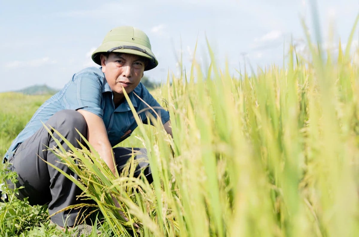 Ông Nguyễn Trọng Hương, Giám đốc Trung tâm Cung ứng dịch vụ công xã Giai Lạc buồn bã cho biết lúa hè thu năm nay không đạt như kỳ vọng. Ảnh: Ngọc Linh. Ông Nguyễn Trọng Hương, Giám đốc Trung tâm Cung ứng dịch vụ công xã Giai Lạc buồn bã cho biết lúa hè thu năm nay không đạt như kỳ vọng. Ảnh: Ngọc Linh.