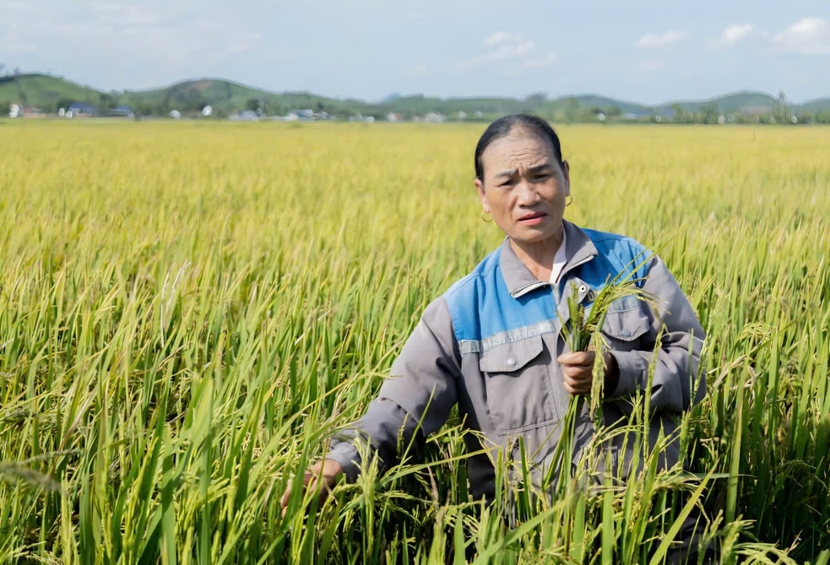Nhiều nhà nông trên địa bàn Nghệ An thất thu nặng trong vụ hè thu 2026. Ảnh: Ngọc Linh. Nhiều nhà nông trên địa bàn Nghệ An thất thu nặng trong vụ hè thu 2026. Ảnh: Ngọc Linh.