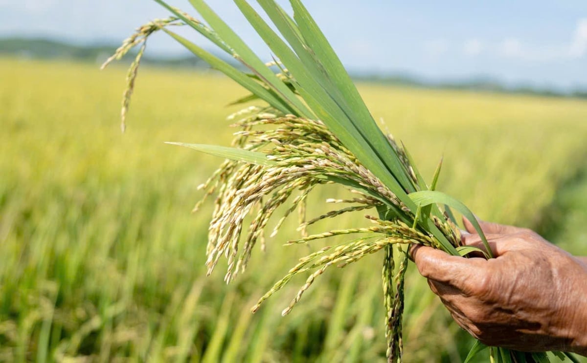 Đến ngày 14/8, toàn tỉnh Nghệ An ghi nhận trên 6.000ha lúa có tỷ lệ lép, lửng cao. Ảnh: Ngọc Linh. Đến ngày 14/8, toàn tỉnh Nghệ An ghi nhận trên 6.000ha lúa có tỷ lệ lép, lửng cao. Ảnh: Ngọc Linh.