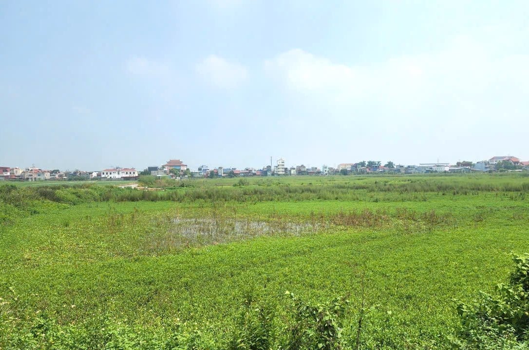 Một khu đất bị bỏ hoang, cỏ mọc um tùm thuộc địa phận xã An Lão. Ảnh: Đinh Mười.