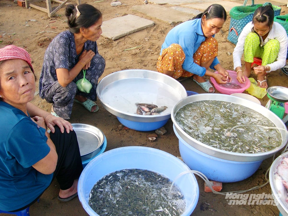 Cá linh non đầu mùa đã xuất hiện tại các chợ vùng biên giới An Giang, nguồn cung còn ít nên giá cá làm sẵn khoảng 250.000 đồng/kg. Ảnh: Lê Hoàng Vũ.