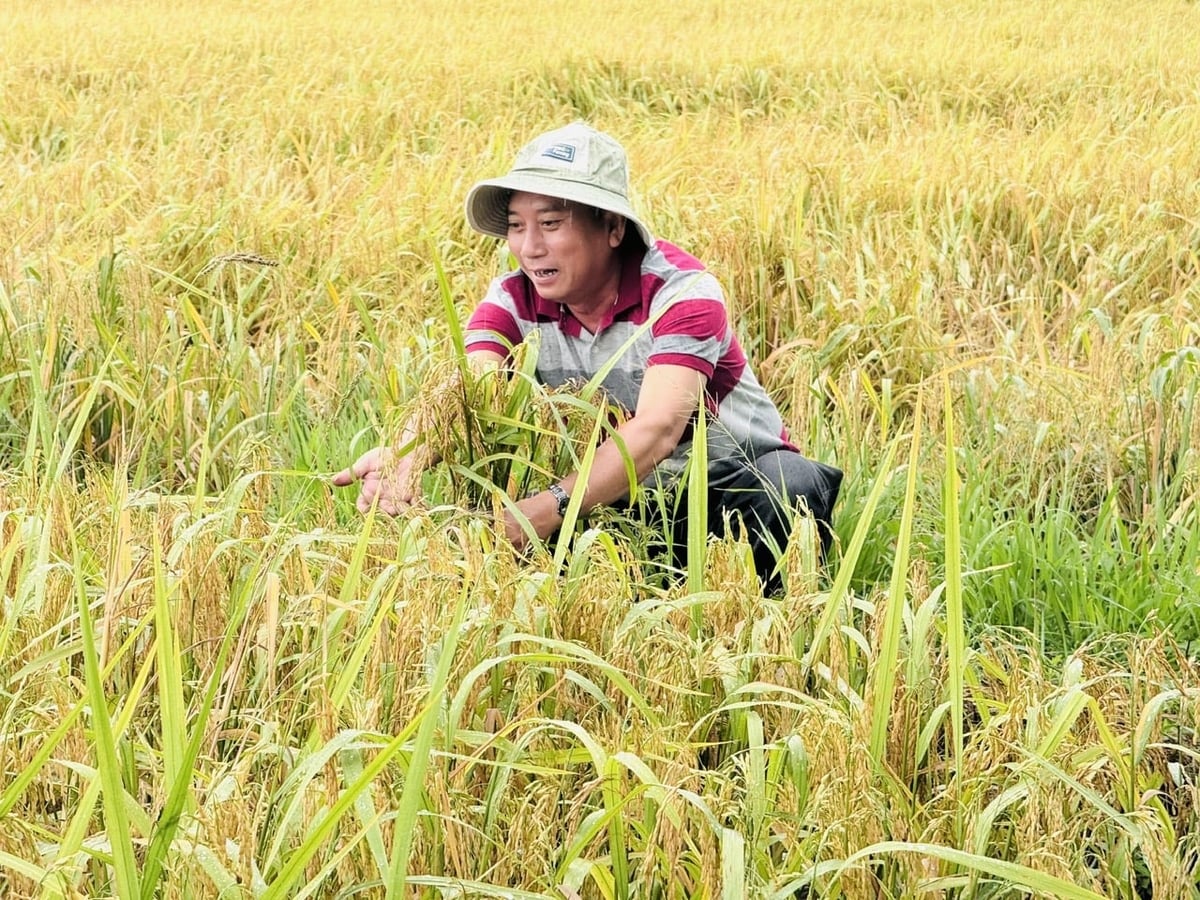 Ông Huỳnh Duy Khẩn (xã Xà Phiên) kiểm tra bông lúa chín vàng trên đồng ruộng áp dụng mô hình gieo sạ thưa, giảm chi phí đầu vào. Ảnh: HTX.