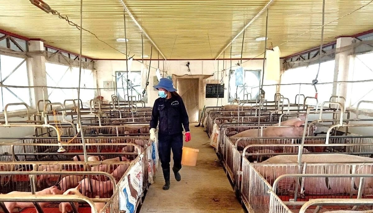Một dự án chăn nuôi lợn được triển khai thành công trước đó tại tỉnh Gia Lai. Ảnh: Đăng Lâm. 