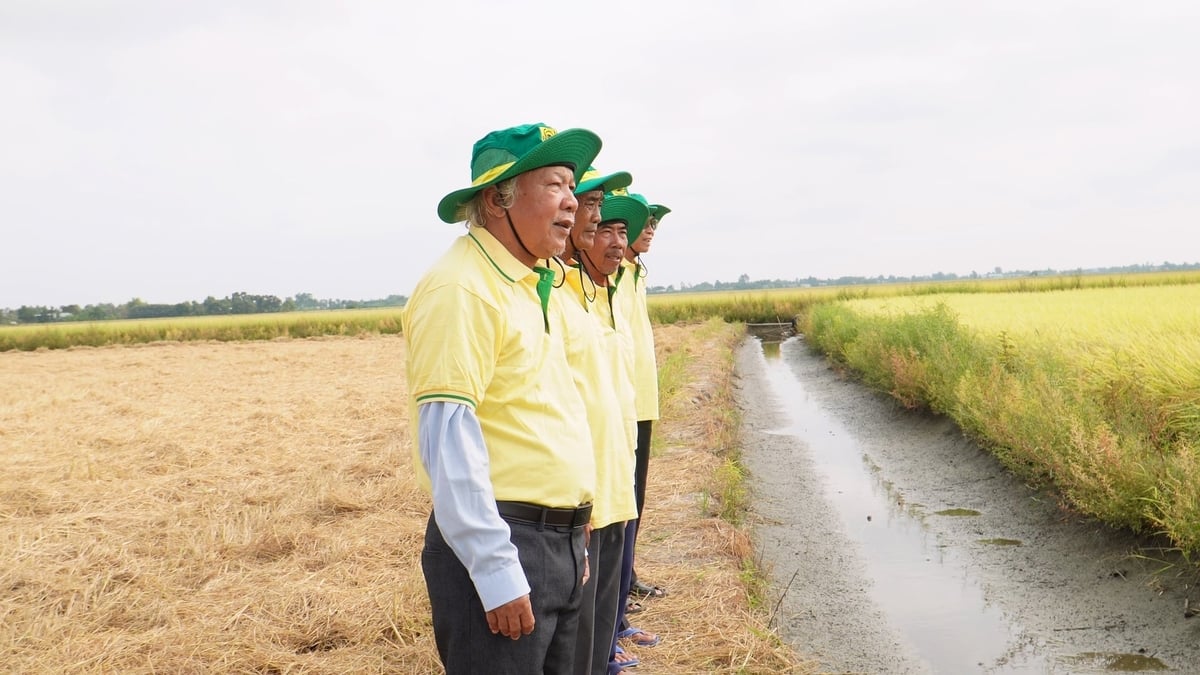 Nông dân Lý Văn Châu (ấp Rạch Đình, xã Tiên Bình, tỉnh Tây Ninh - người đứng đầu) cùng các thành viên mô hình 'Hành trình Xanh - Đất khỏe, Cây trồng khỏe' đi thăm ruộng lúa hè thu cứng cây, bông chắc, không đổ ngã. Ảnh: HTX.