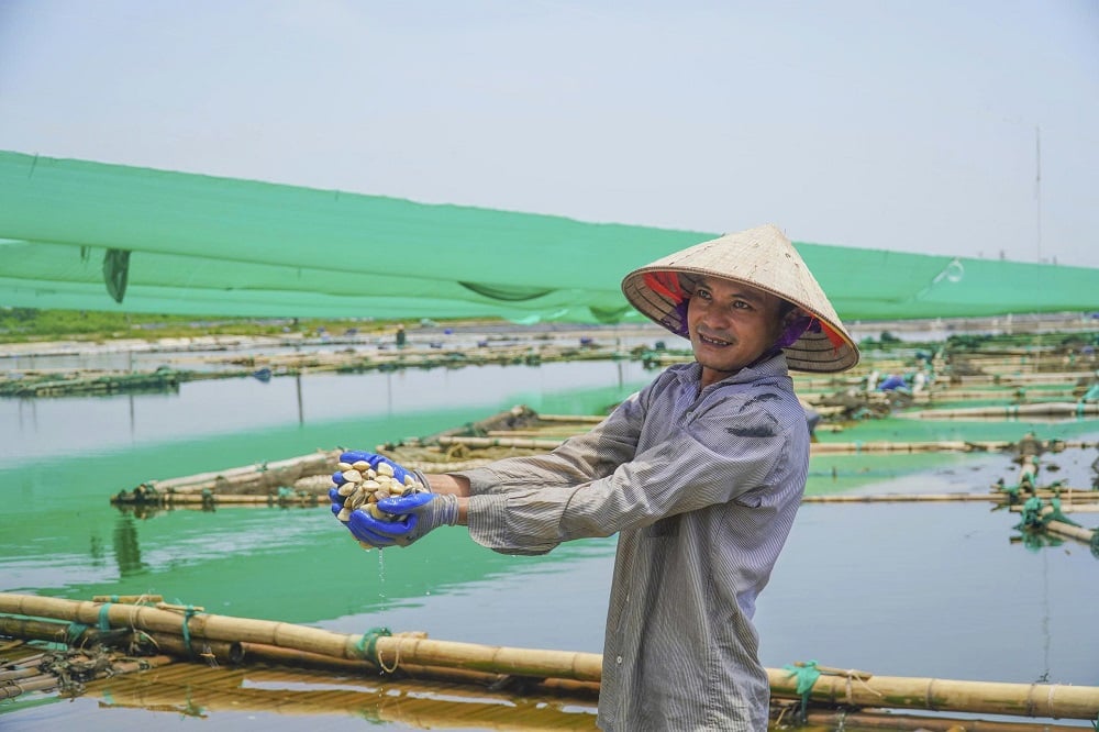 Ứng dụng khoa học kỹ thuật trong nuôi ngao giúp kiểm soát môi trường, bảo vệ nguồn nước và nâng chất lượng sản phẩm. Ảnh: Thu Thủy.