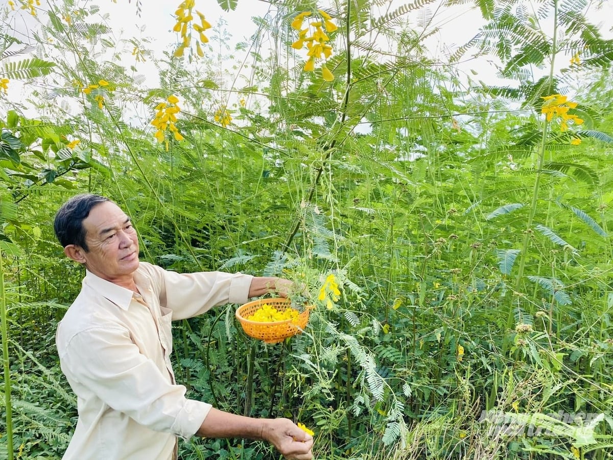 Bông điên điển bắt đầu vào mùa, được người dân thu hái đưa ra thị trường, giá hiện khoảng 50.000 - 60.000 đồng/kg. Ảnh: Lê Hoàng Vũ.