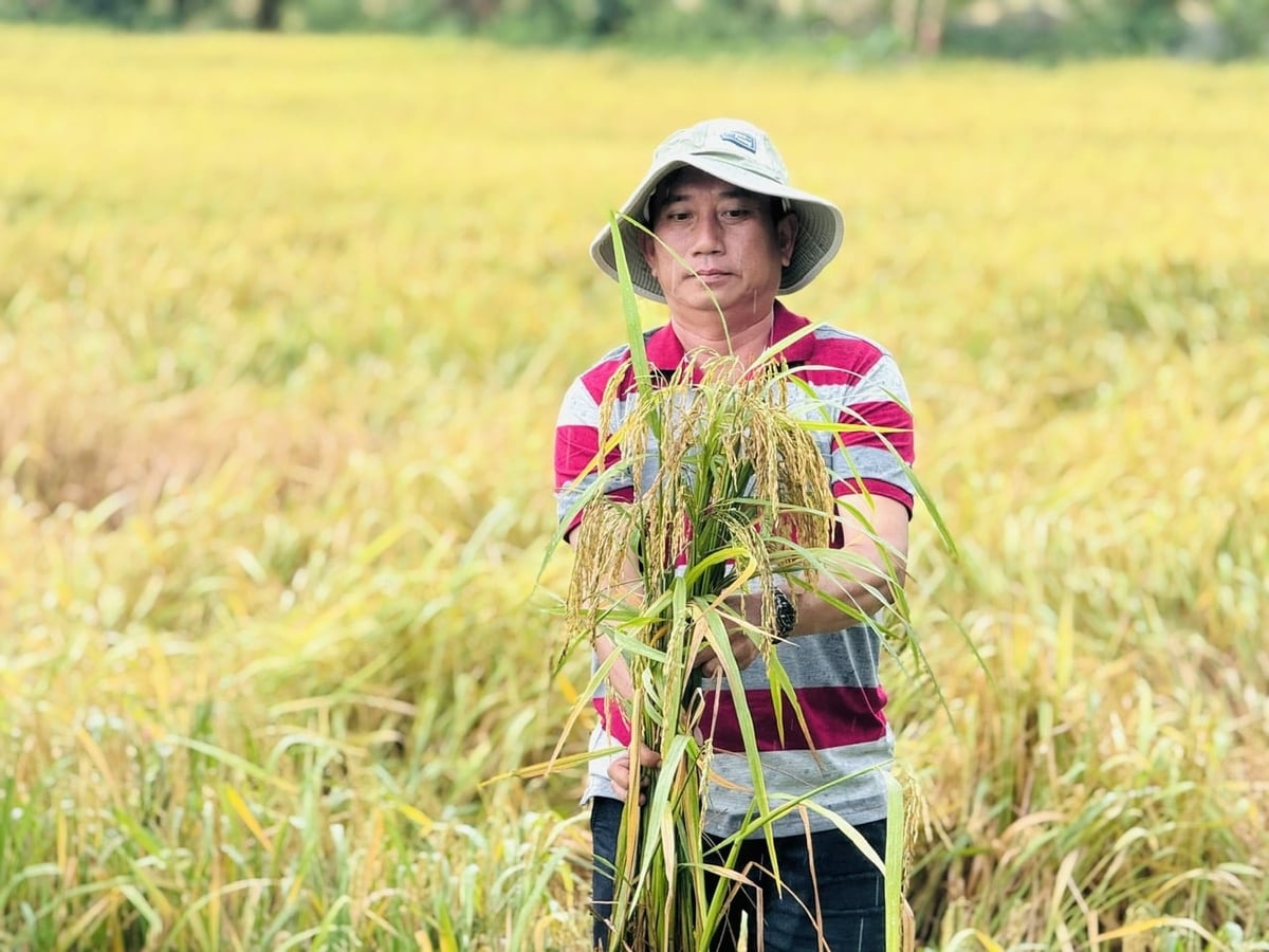 Nhờ cải tạo đất phèn và bón phân đúng giai đoạn, cây lúa phát triển khỏe mạnh, bông to, hạt chắc. Ảnh: HTX.